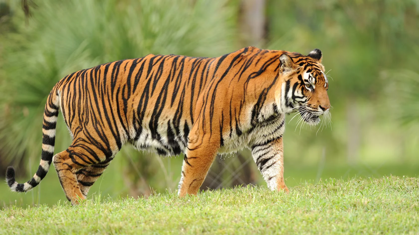 tiger